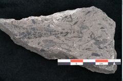 Foto (Detailansicht) von Phyllocladus integer Ettingshausen (NHMW-GEO-2024-0188-10211)